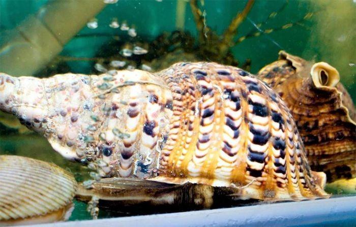 Loại ốc đặc sản mang tên hoàng tộc giá tiền triệu vẫn được lùng mua-1