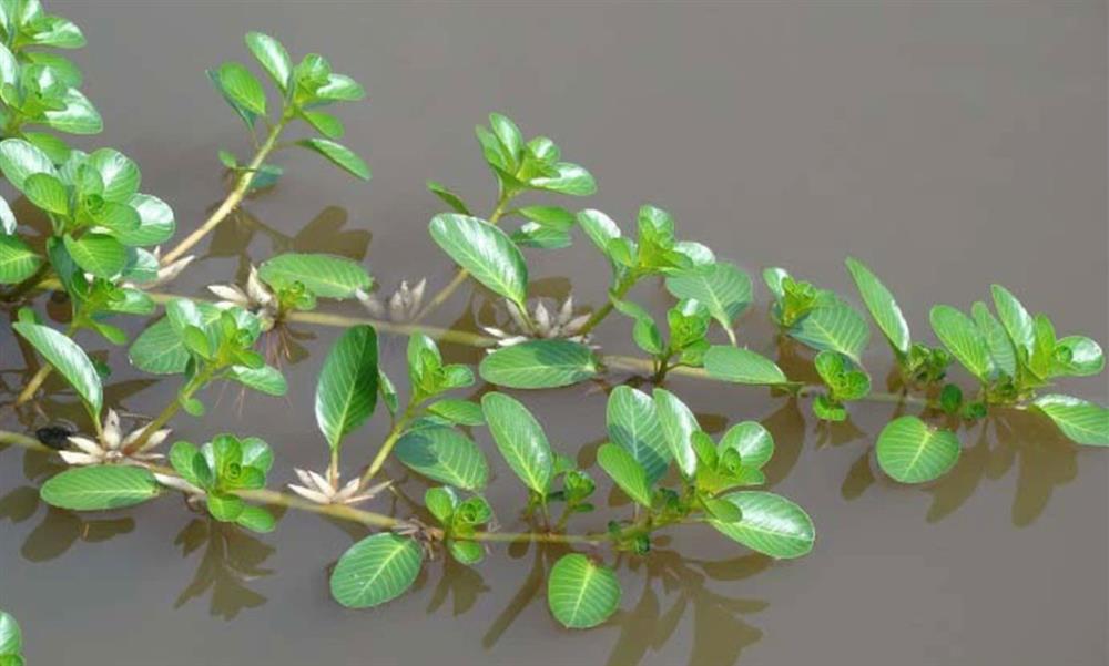 Loại rau mọc dại, trước cho lợn ăn, nay thành đặc sản-1