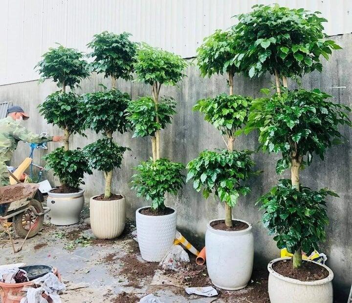 Ý nghĩa đặc biệt của cây hạnh phúc-1