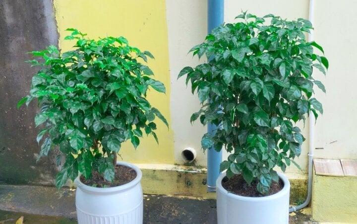 Ý nghĩa đặc biệt của cây hạnh phúc-2