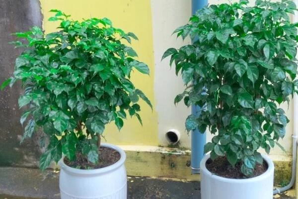 Có nên trồng cây hoa sứ trước nhà?-3