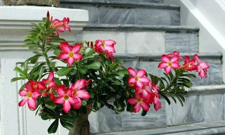 Có nên trồng cây hoa sứ trước nhà?-2