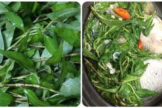 Tác dụng chữa bệnh của rau răm