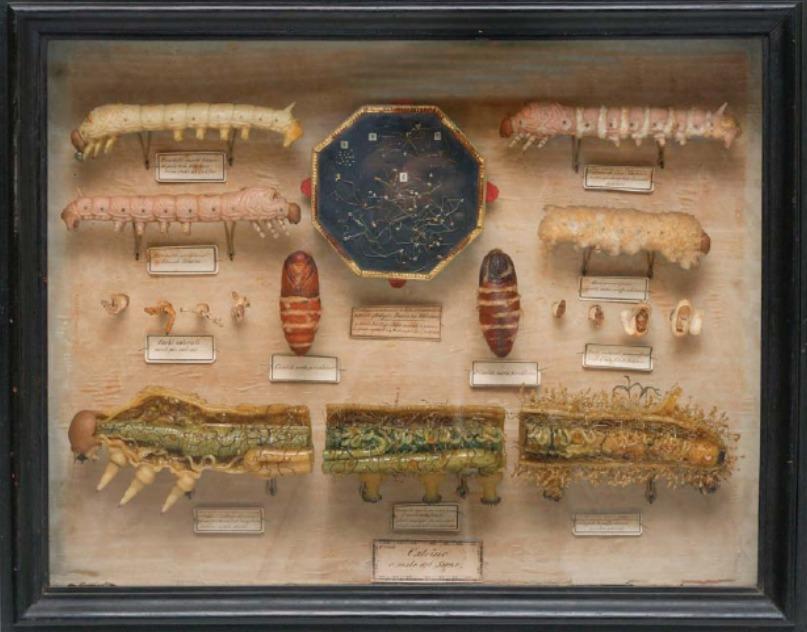 Bi kịch bị lãng quên của nhà khoa học phát hiện ra vi sinh vật-2