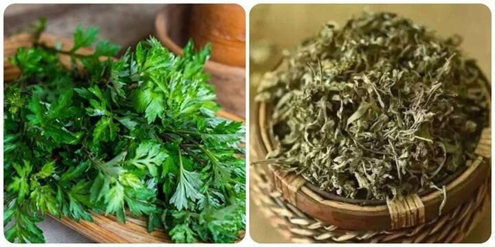 Tác dụng chữa bệnh của cây ngải cứu-1