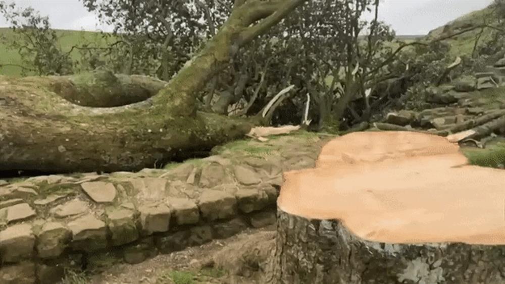 Cây báu vật 300 tuổi nổi tiếng thế giới bất ngờ bị chặt trộm-2