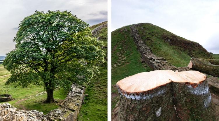 Cây báu vật 300 tuổi nổi tiếng thế giới bất ngờ bị chặt trộm-3