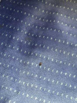 Rệp hút máu lộng hành khắp kinh đô ánh sáng Paris-3