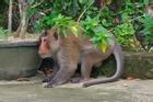 Bắt được khỉ hoang tấn công nhiều người ở Vĩnh Long sau 4 giờ truy đuổi