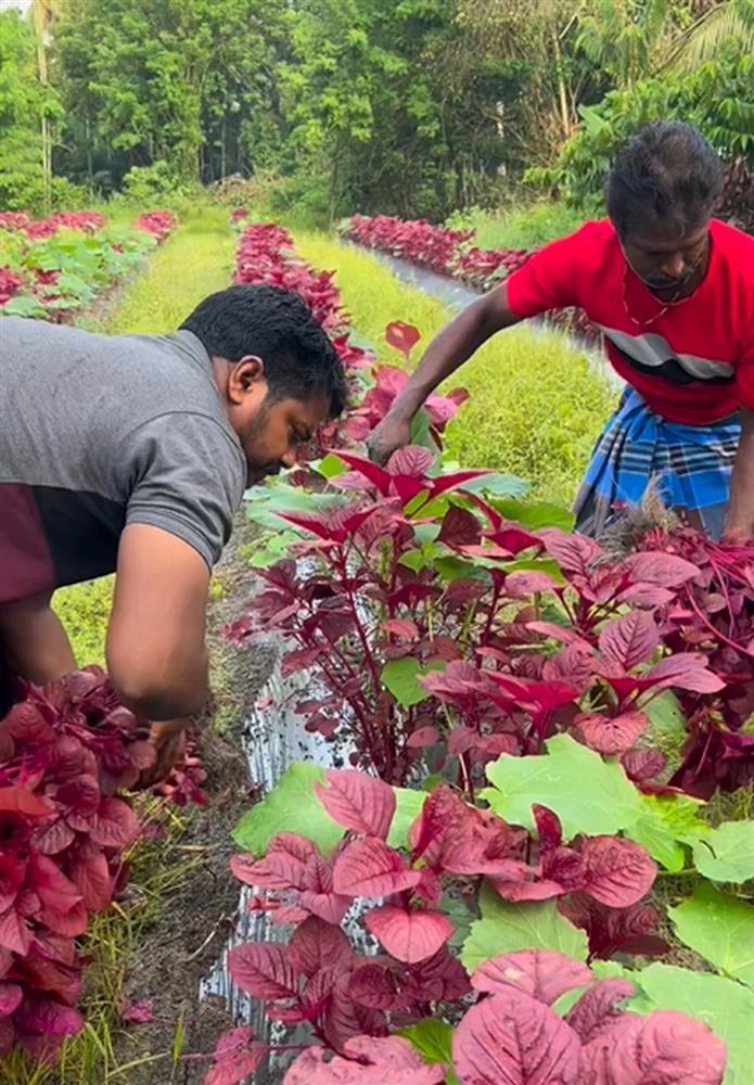 Anh nông dân Ấn Độ lái Audi A4 đi bán rau xôn xao mạng xã hội-1