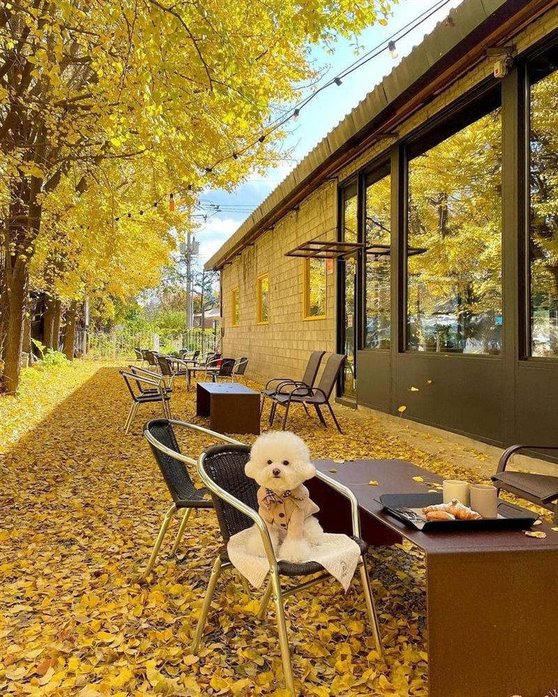 Quán cà phê lá vàng đẹp như tranh được người Việt săn lùng khi đến Hàn Quốc-1