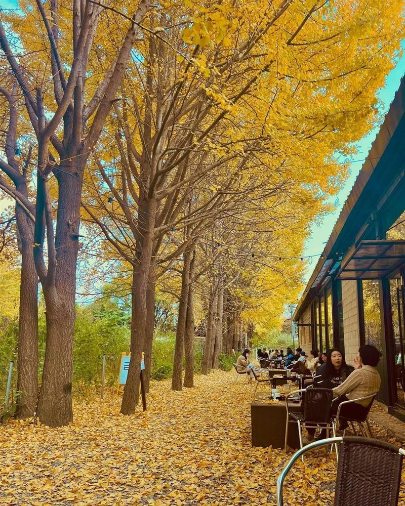 Quán cà phê lá vàng đẹp như tranh được người Việt săn lùng khi đến Hàn Quốc-2