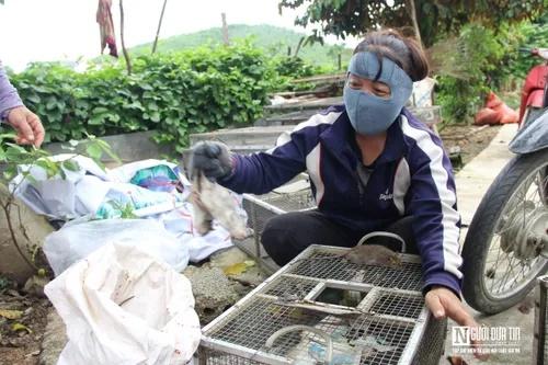 Người dân bỏ túi tiền triệu mỗi ngày nhờ săn đặc sản chuột đồng-11