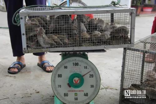 Người dân bỏ túi tiền triệu mỗi ngày nhờ săn đặc sản chuột đồng-4