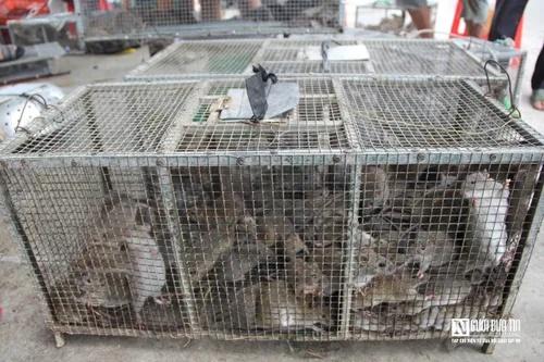 Người dân bỏ túi tiền triệu mỗi ngày nhờ săn đặc sản chuột đồng-6