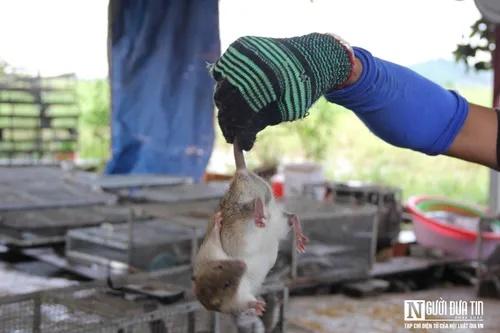 Người dân bỏ túi tiền triệu mỗi ngày nhờ săn đặc sản chuột đồng-8