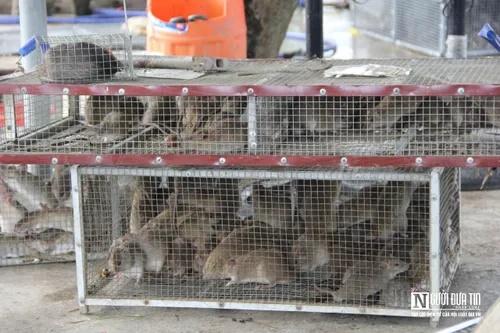 Người dân bỏ túi tiền triệu mỗi ngày nhờ săn đặc sản chuột đồng-9