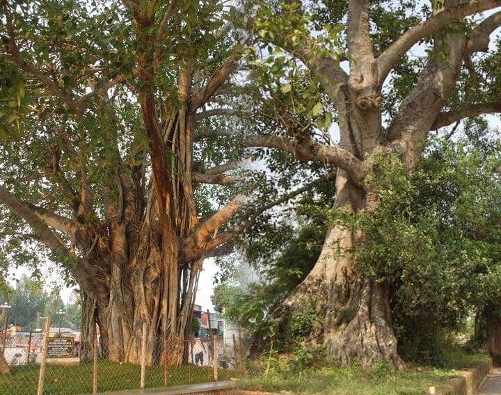 Những cây kiêng kỵ trồng trước nhà-1