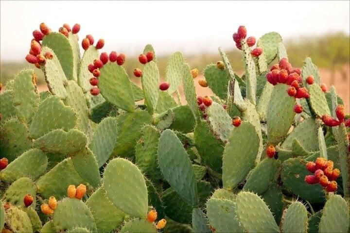 Những cây kiêng kỵ trồng trước nhà-2