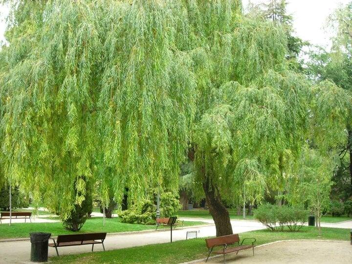 Những cây kiêng kỵ trồng trước nhà-3