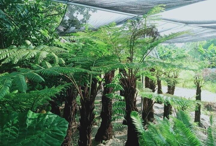 Những cây kiêng kỵ trồng trước nhà-4