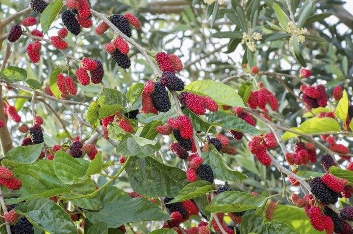 Những cây kiêng kỵ trồng trước nhà-5