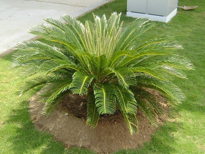 Những cây kiêng kỵ trồng trước nhà-6