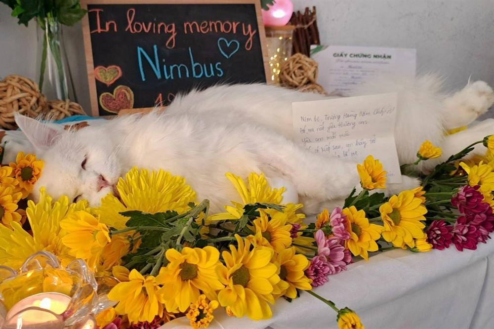Phất với dịch vụ mai táng thú cưng, chủ nuôi sẵn sàng chi tiền triệu-3