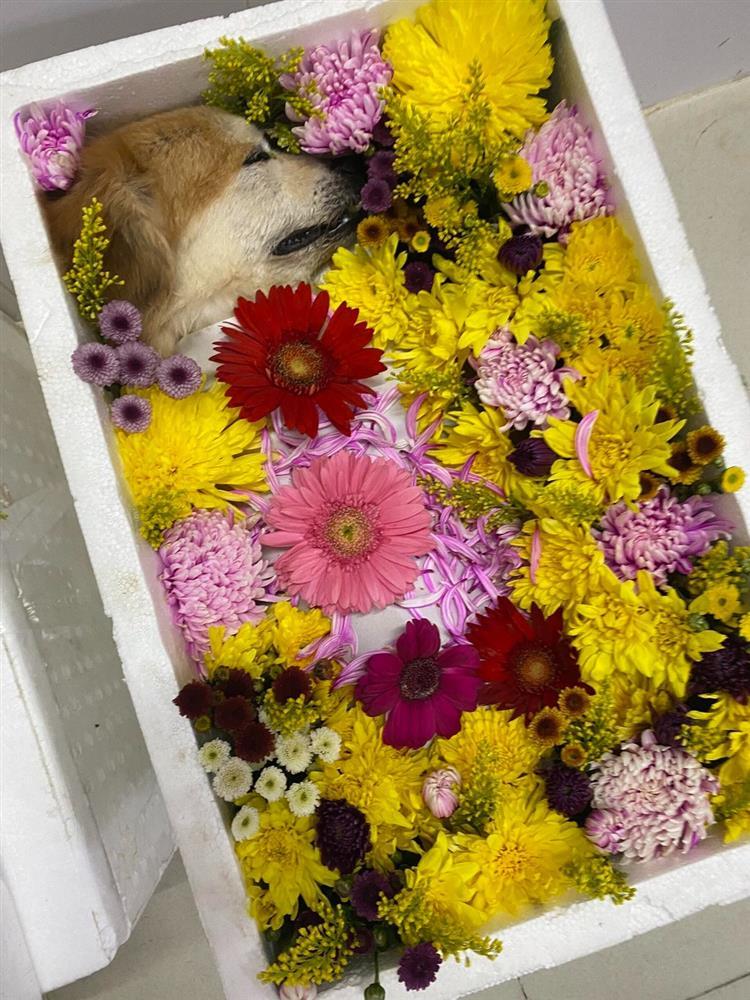 Phất với dịch vụ mai táng thú cưng, chủ nuôi sẵn sàng chi tiền triệu-5