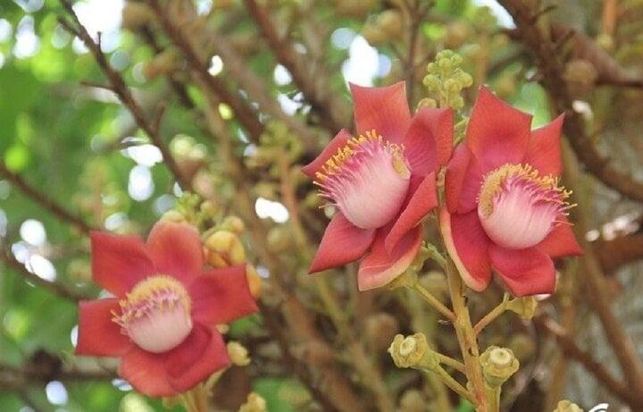 Có nên trồng cây sala trước nhà?-1