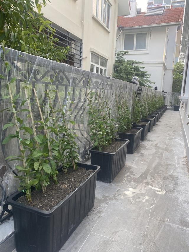 Nhà may mắn, xanh mát, đẹp như vườn thiên nhiên với cây cúc tần Ấn Độ rất dễ trồng-3