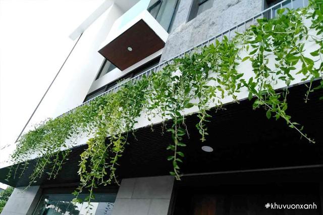 Nhà may mắn, xanh mát, đẹp như vườn thiên nhiên với cây cúc tần Ấn Độ rất dễ trồng-1