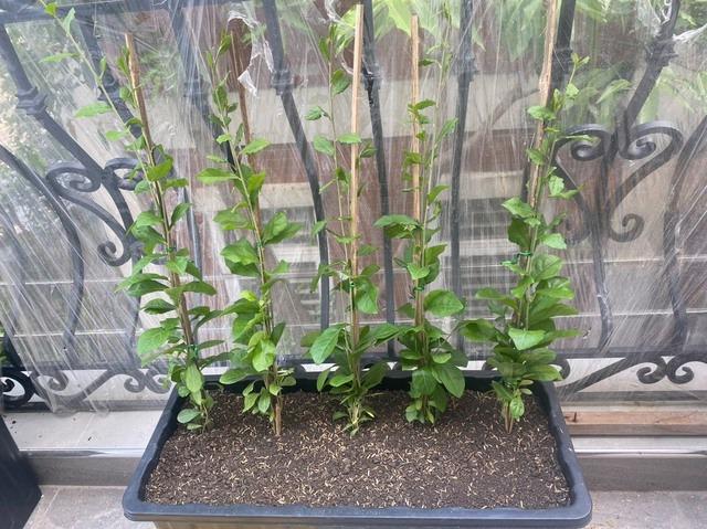 Nhà may mắn, xanh mát, đẹp như vườn thiên nhiên với cây cúc tần Ấn Độ rất dễ trồng-2