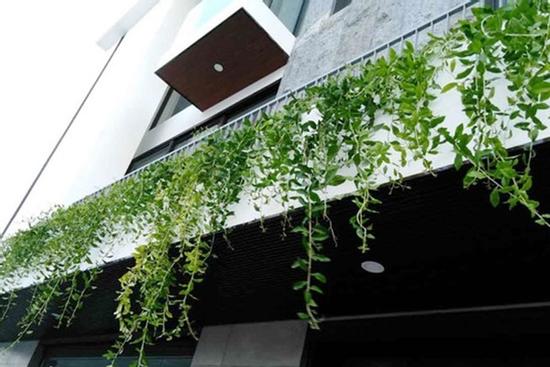 Nhà may mắn, xanh mát, đẹp như 'vườn thiên nhiên' với cây cúc tần Ấn Độ rất dễ trồng