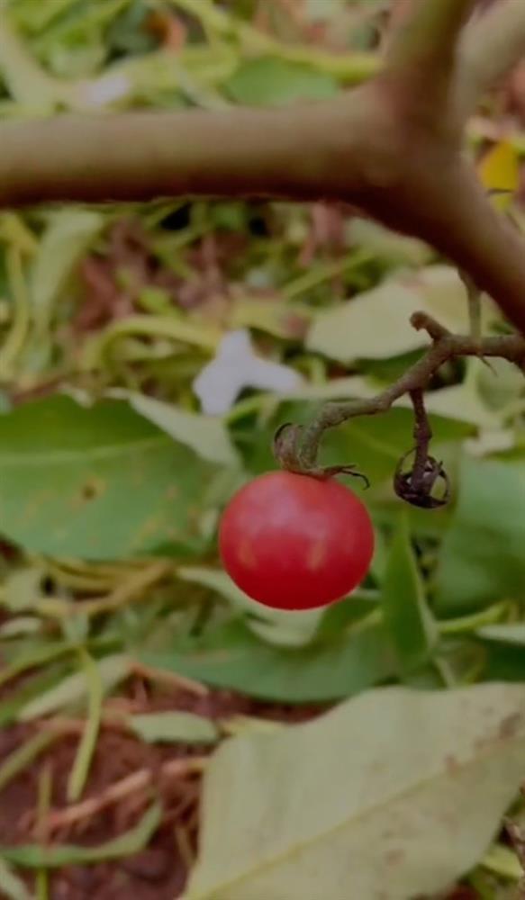 Khác hẳn hình ảnh lộng lẫy trên sàn catwalk, Hoa hậu HHen Niê biến hình ở quê nhà-8