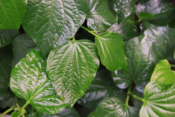 Điều gì xảy ra khi bạn uống nước kèm những thực phẩm này-8