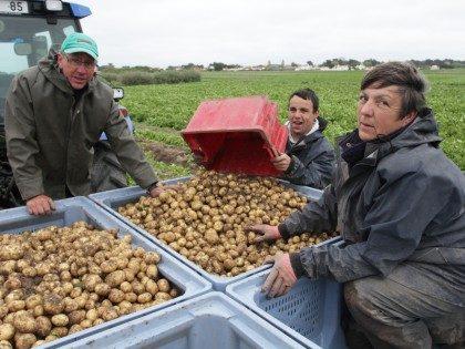 Cận cảnh loại khoai tây đắt nhất thế giới, giá 29 triệu đồng/kg-2