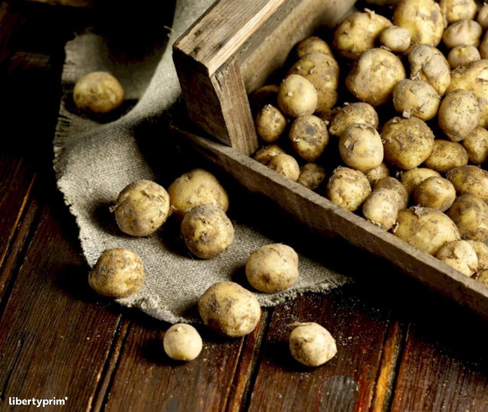 Cận cảnh loại khoai tây đắt nhất thế giới, giá 29 triệu đồng/kg-3
