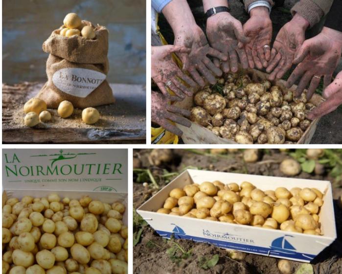 Cận cảnh loại khoai tây đắt nhất thế giới, giá 29 triệu đồng/kg-4