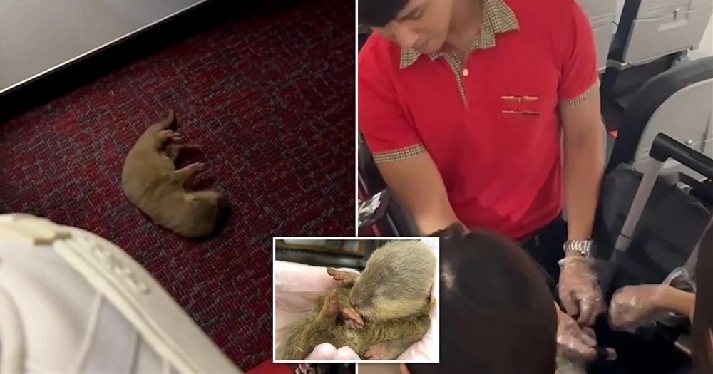 Khách Trung Quốc đưa chuột, rái cá lên máy bay, đối mặt án phạt 750 triệu đồng-1