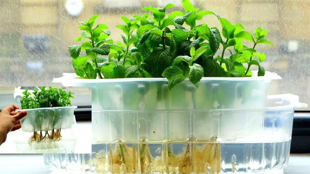5 loại rau củ và thảo mộc có thể trồng thủy sinh trong nhà-4