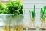 5 loại rau củ và thảo mộc có thể trồng thủy sinh trong nhà