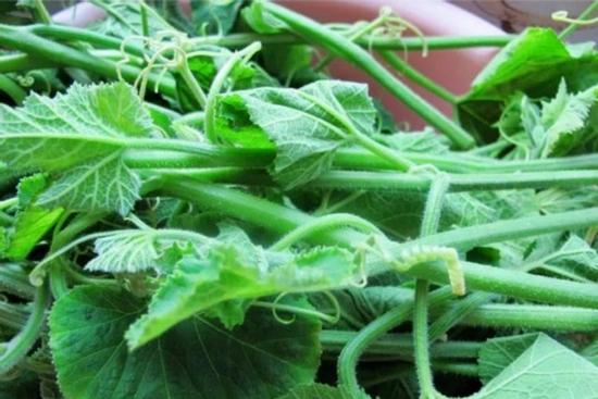 Ăn rau bí có tốt cho sức khỏe?