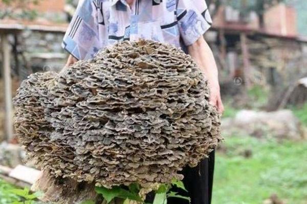 Nhặt được quả trứng kỳ lạ, người đàn ông ngỡ ngàng khi biết lai lịch của nó-3