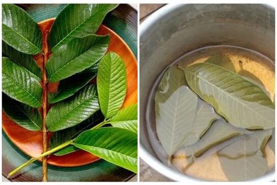 Loại lá này vừa đắng lại chát xít nhưng rất tốt cho sức khỏe