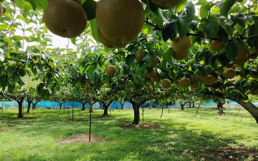 Loại lê ở thiên đường suối nước nóng của Nhật được khách Việt săn lùng-1