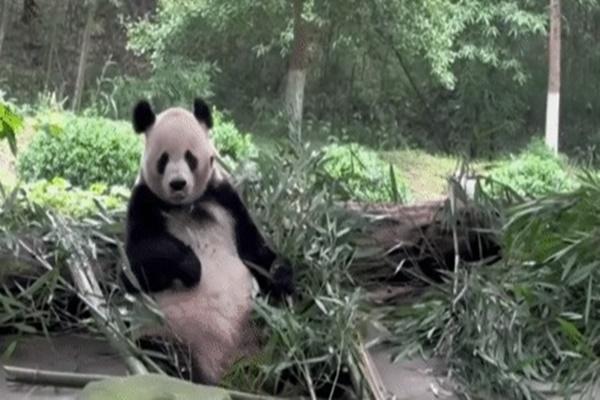 Du khách nước ngoài xúc phạm bảo vệ khu du lịch ở Ninh Bình-2