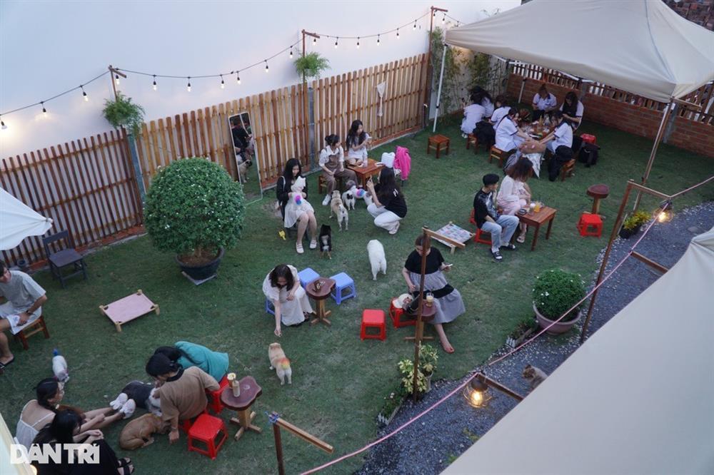 Độc lạ quán cà phê có 30 con chó chạy bàn ở Cần Thơ-1