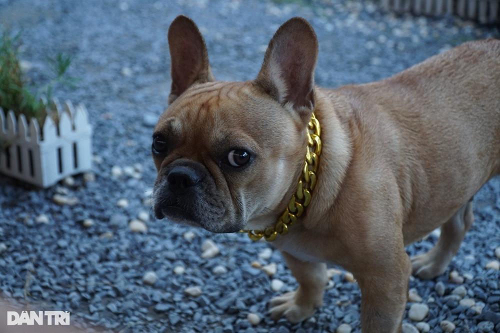 Độc lạ quán cà phê có 30 con chó chạy bàn ở Cần Thơ-3