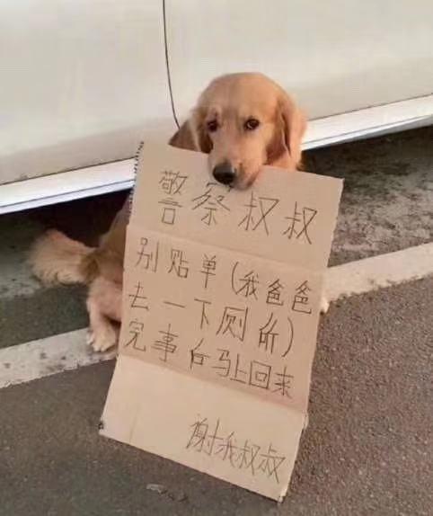 Thấy chó Golden đứng lì cạnh xe ô tô, cô gái cười nghiêng ngả khi đọc nội dung tờ bìa trong miệng nó-2